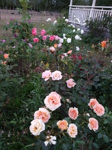 Exclusive U-pick session for bridal couples