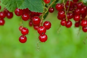Products: Red currants
