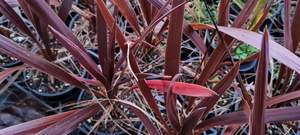 Products: Cordyline ‘Purple Tower’