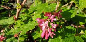 Ribes sanguineum