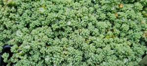 Products: Sedum dasphyllum minor