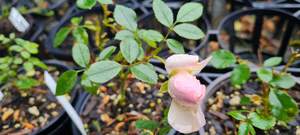 Rosa flower carpet ‘White’