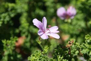 Products: Pelargonium crispum (Rose)