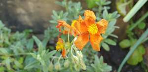 Helianthemum ‘Ben Vane’