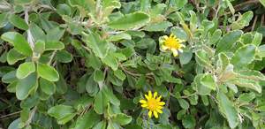 Brachyglottis ‘Monroi’
