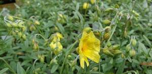 Helianthemum ‘Jubilee’