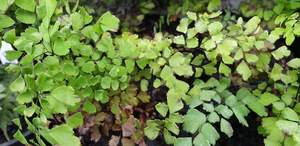 Products: Adiantum