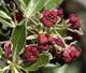 Pittosporum crassifolium