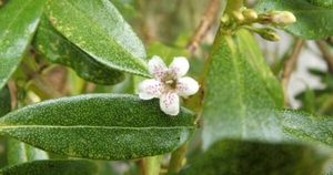 Products: Myoporum leatum (Ngaio tree)