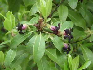 Products: Pittosporum tenuifolium