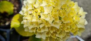 Products: Hydrangea ‘Goldie’
