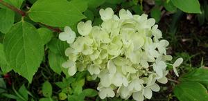 Products: Hydrangea paniculata ‘Bombshell’