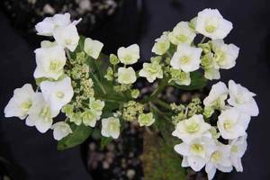Products: Hydrangea macrophylla ‘Trophy’