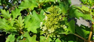 Products: Hydrangea quercifolia ‘Pee Wee’