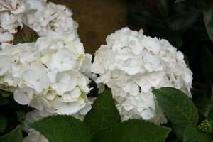 Products: Hydrangea macrophylla ‘Le Cygne’