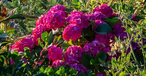 Products: Hydrangea macrophylla ‘Masja’