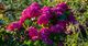 Hydrangea macrophylla ‘Masja’