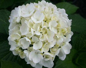 Products: Hydrangea macrophylla ‘Bridal Bouquet’