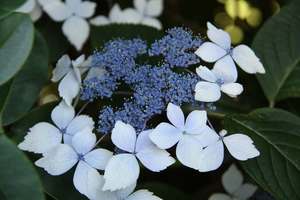 Products: Hydrangea ‘Mariesii Perfecta’