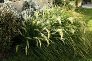 Products: Chionochloa flavicans