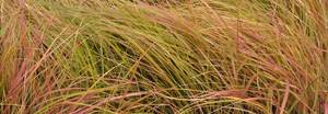 Products: Anemanthele lessoniana