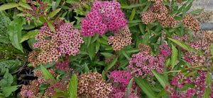 Products: Spirea ‘Anthony Waterer’