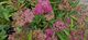 Spirea ‘Anthony Waterer’