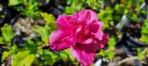 Products: Hibiscus ‘Collie Mullens’