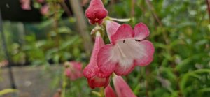 Products: Penstemon ‘Susan’