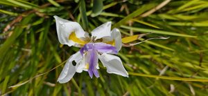 Products: Dietes ‘Irioides’