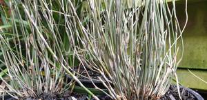 Products: Apodasmia similis
