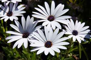 Products: Osteospermum ‘Ice White’
