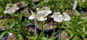 Products: Nemesia ‘Innocence’