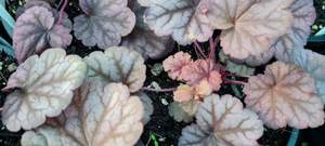 Products: Heuchera ‘Berry Smoothie’