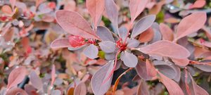 Products: Berberis ‘Rosy Glow’