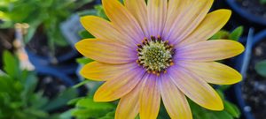 Products: Osteospermum ‘Spring Star Yellow’