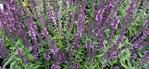Products: Salvia ‘Merleau Rose’