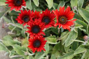 Products: Arctotis ‘Brick Red’