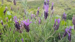 Products: lavender stoechas ‘ Avonview’