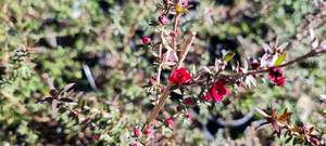 Products: Leptospermum ‘Wiri Joan’