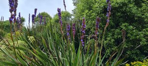 Products: Aristea Major