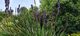 Aristea Major
