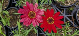 Products: Argyranthemum ‘Sunset Red’