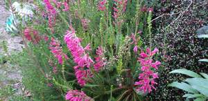Products: Erica ‘Aurora’