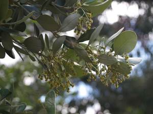 Products: Olearia traversii
