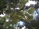 Olearia traversii