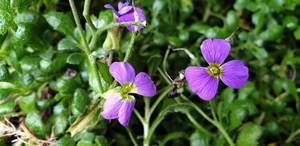 Products: Aubrieta ‘Purple Cascade’