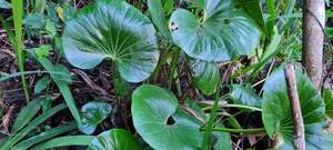 Products: Ligularia reniformis