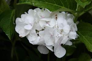 Products: Hydrangea macrophylla ‘Princess Juliana’