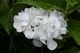 Hydrangea macrophylla ‘Princess Juliana’